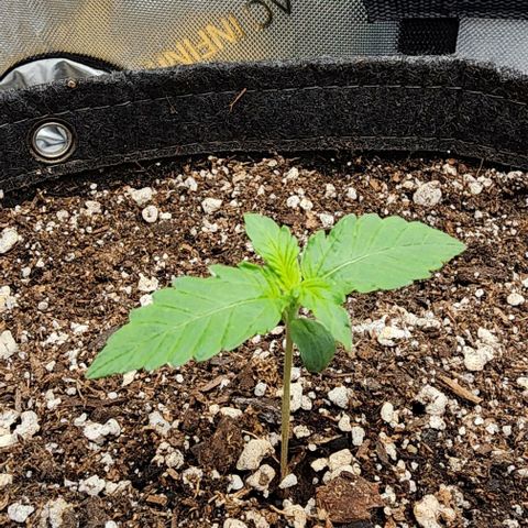  Do-Si-Dos #1 growlog timeline photo