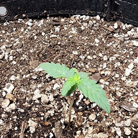 Do-Si-Dos #2 growlog timeline photo