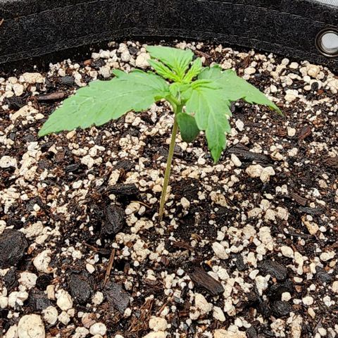 Do-Si-Dos #2 growlog timeline photo
