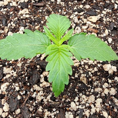  Do-Si-Dos #1 growlog timeline photo