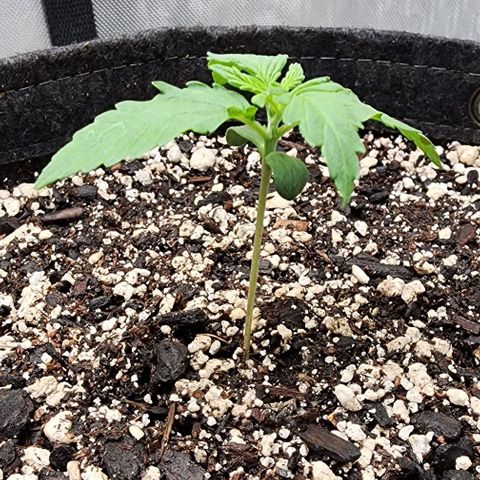  Do-Si-Dos #1 growlog timeline photo