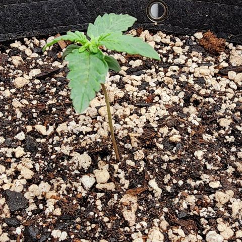 Do-Si-Dos #2 growlog timeline photo