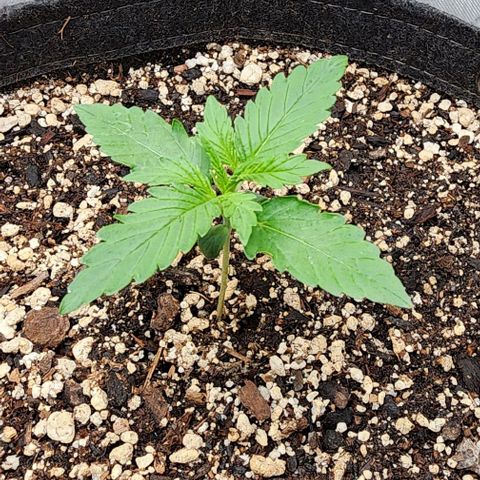  Do-Si-Dos #1 growlog timeline photo