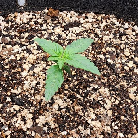 Do-Si-Dos #2 growlog timeline photo