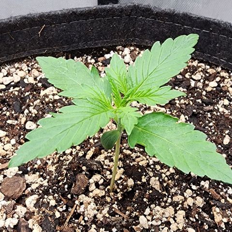  Do-Si-Dos #1 growlog timeline photo
