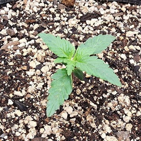 Do-Si-Dos #2 growlog timeline photo
