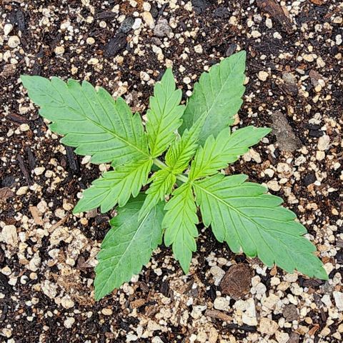  Do-Si-Dos #1 growlog timeline photo