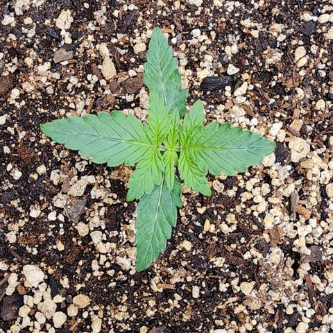 Do-Si-Dos #2 growlog timeline photo