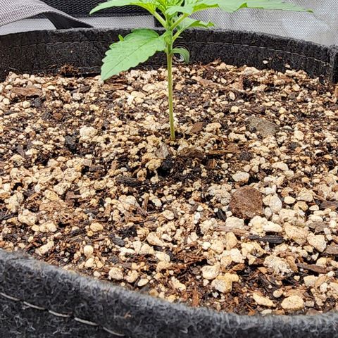  Do-Si-Dos #1 growlog timeline photo