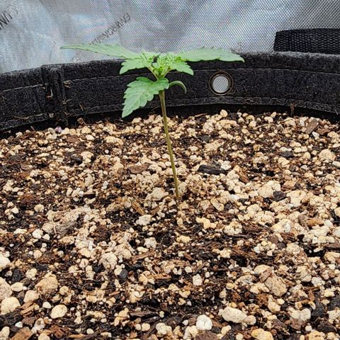 Do-Si-Dos #2 growlog timeline photo