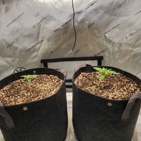  Do-Si-Dos #1 growlog timeline photo