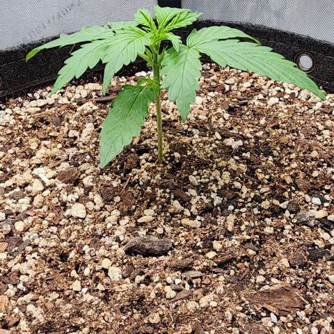  Do-Si-Dos #1 growlog timeline photo