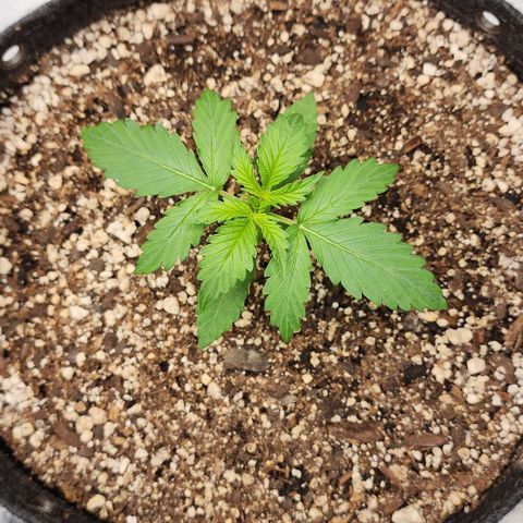  Do-Si-Dos #1 growlog timeline photo
