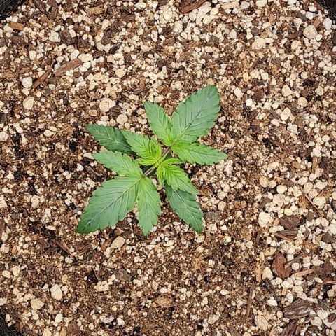 Do-Si-Dos #2 growlog timeline photo
