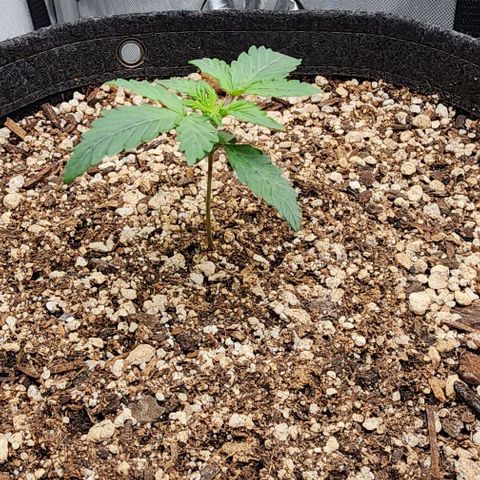 Do-Si-Dos #2 growlog timeline photo