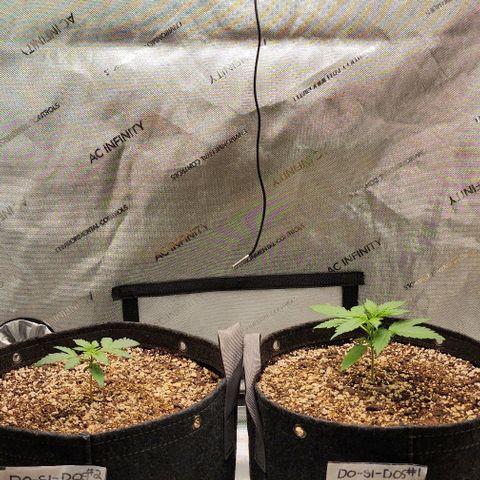  Do-Si-Dos #1 growlog timeline photo