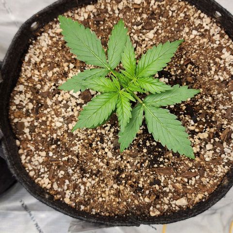  Do-Si-Dos #1 growlog timeline photo