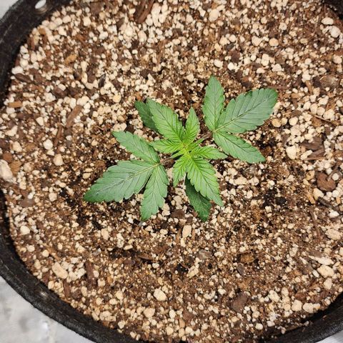 Do-Si-Dos #2 growlog timeline photo