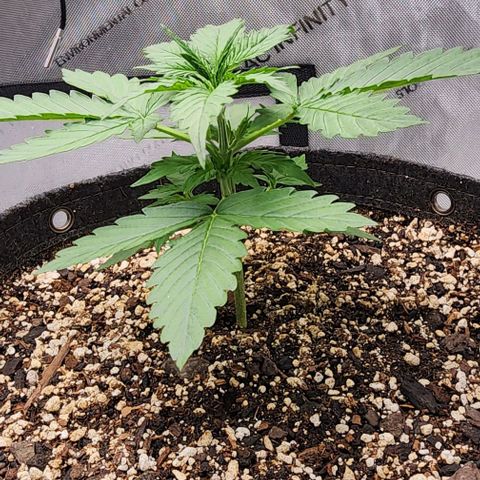  Do-Si-Dos #1 growlog timeline photo