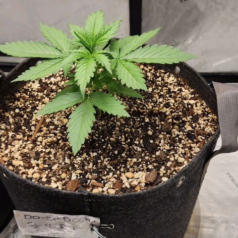  Do-Si-Dos #1 growlog timeline photo