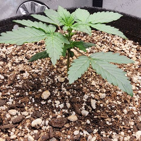 Do-Si-Dos #2 growlog timeline photo