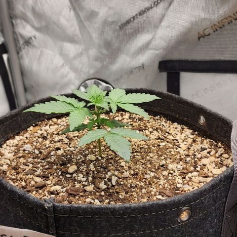 Do-Si-Dos #2 growlog timeline photo
