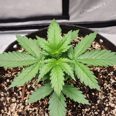  Do-Si-Dos #1 growlog timeline photo