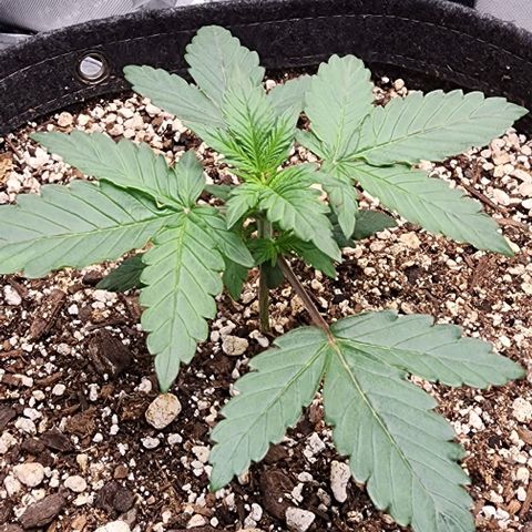 Do-Si-Dos #2 growlog timeline photo