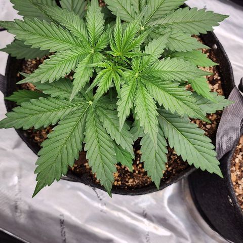  Do-Si-Dos #1 growlog timeline photo