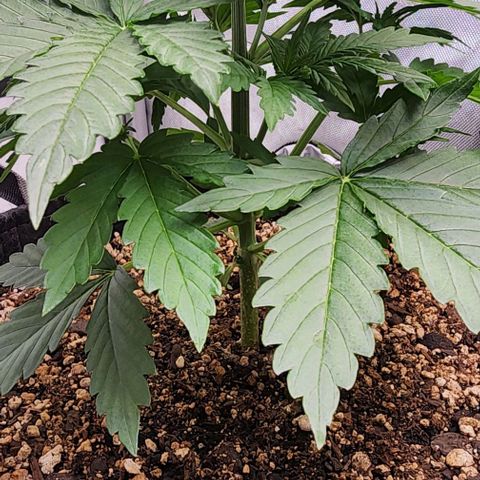  Do-Si-Dos #1 growlog timeline photo