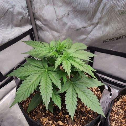  Do-Si-Dos #1 growlog timeline photo