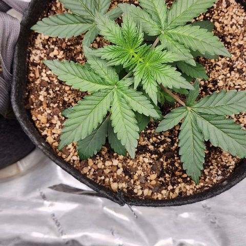 Do-Si-Dos #2 growlog timeline photo