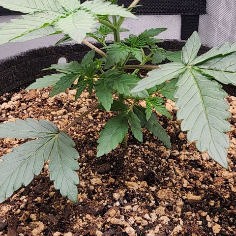 Do-Si-Dos #2 growlog timeline photo