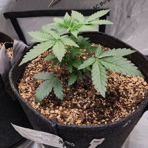 Do-Si-Dos #2 growlog timeline photo