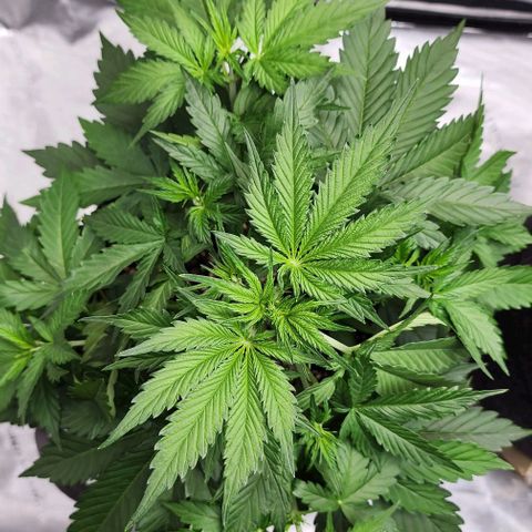  Do-Si-Dos #1 growlog photo: Simple leaf tucking to provide light to shaded areas.