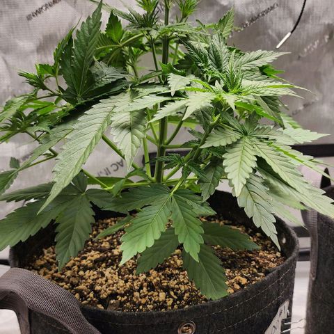  Do-Si-Dos #1 growlog photo: Simple leaf tucking to provide light to shaded areas.