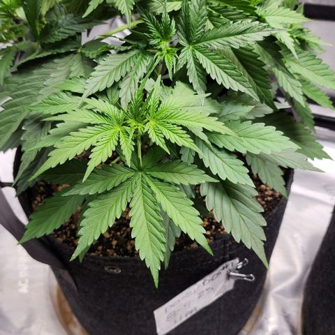  Do-Si-Dos #1 growlog photo: Simple leaf tucking to provide light to shaded areas.