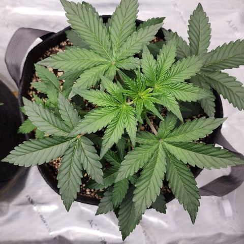 Do-Si-Dos #2 growlog photo: Not growing as fast or well as the other. 
Always seem to have a "runt" with ILGM 
