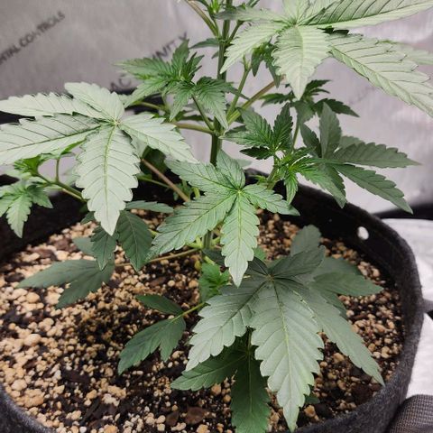 Do-Si-Dos #2 growlog photo: Not growing as fast or well as the other. 
Always seem to have a "runt" with ILGM 