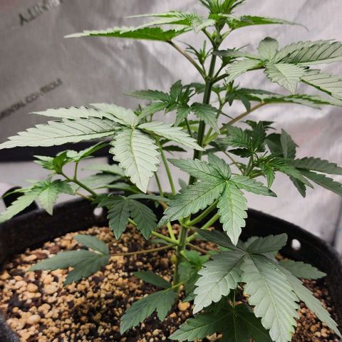 Do-Si-Dos #2 growlog photo: Not growing as fast or well as the other. 
Always seem to have a "runt" with ILGM 