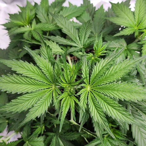  Do-Si-Dos #1 growlog timeline photo