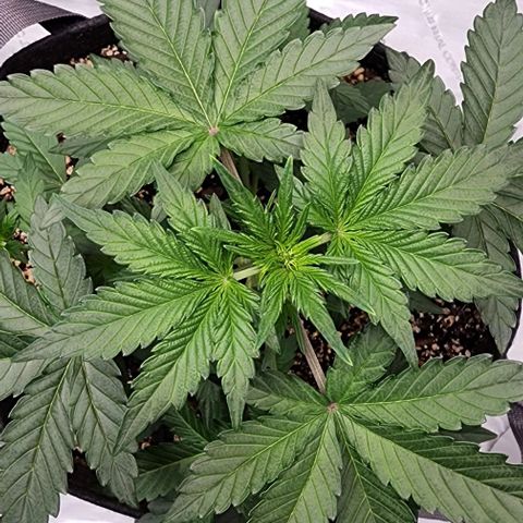 Do-Si-Dos #2 growlog timeline photo