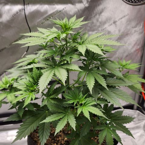  Do-Si-Dos #1 growlog timeline photo
