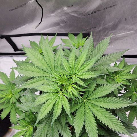  Do-Si-Dos #1 growlog timeline photo