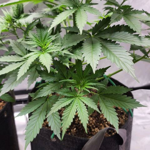  Do-Si-Dos #1 growlog timeline photo