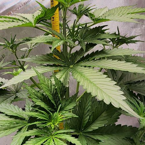  Do-Si-Dos #1 growlog timeline photo