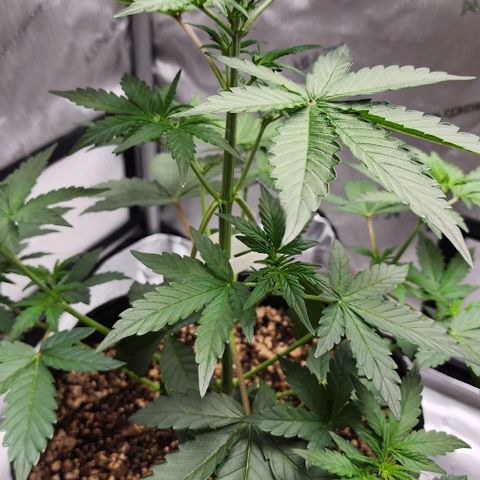 Do-Si-Dos #2 growlog timeline photo