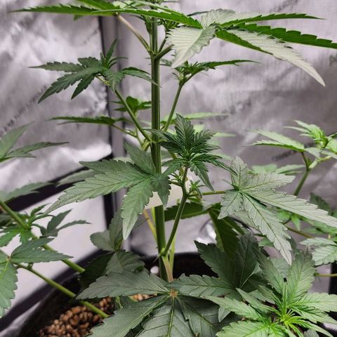 Do-Si-Dos #2 growlog timeline photo