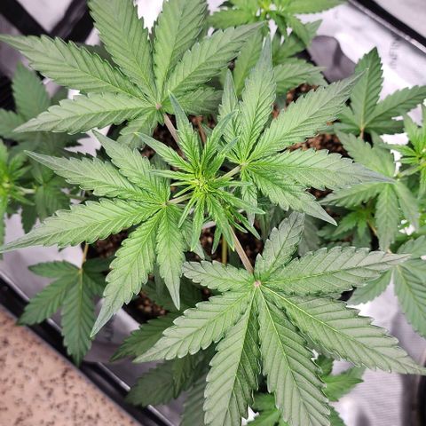 Do-Si-Dos #2 growlog timeline photo
