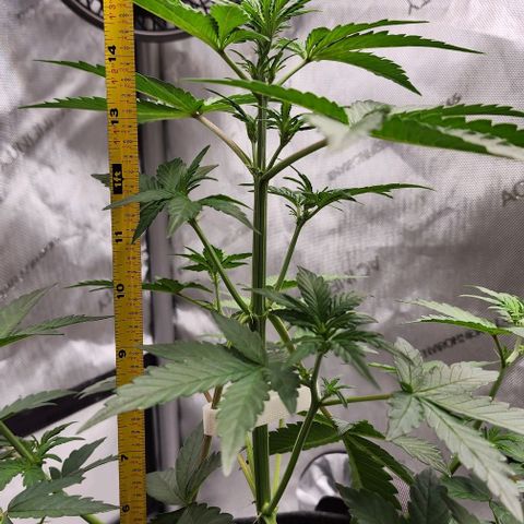 Do-Si-Dos #2 growlog timeline photo